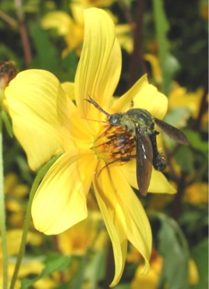 Smooth Beggarticks (bur marigold) being pollinated by a bombyliid fly